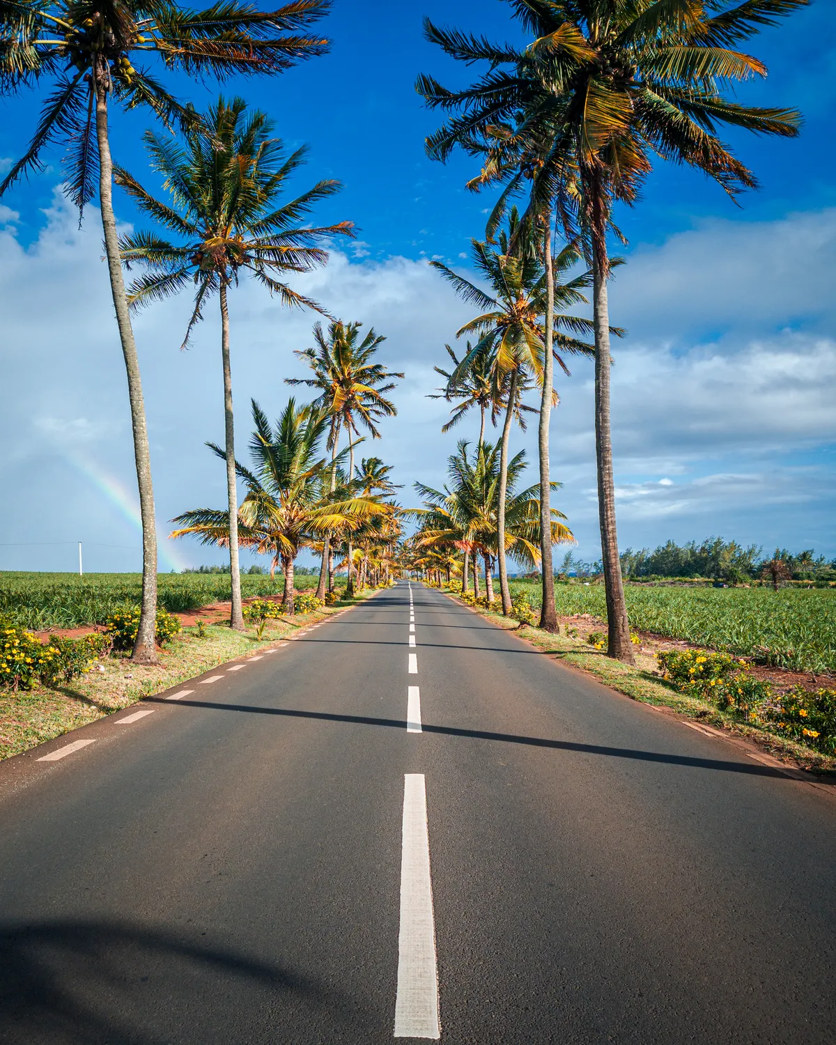 A palm-lined road through the cane fields near Bel Ombre, Mauritius